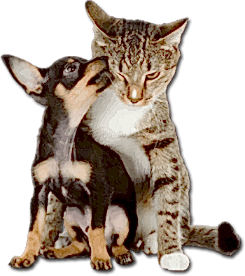 pet-grooming-santa-rosa-ca.png